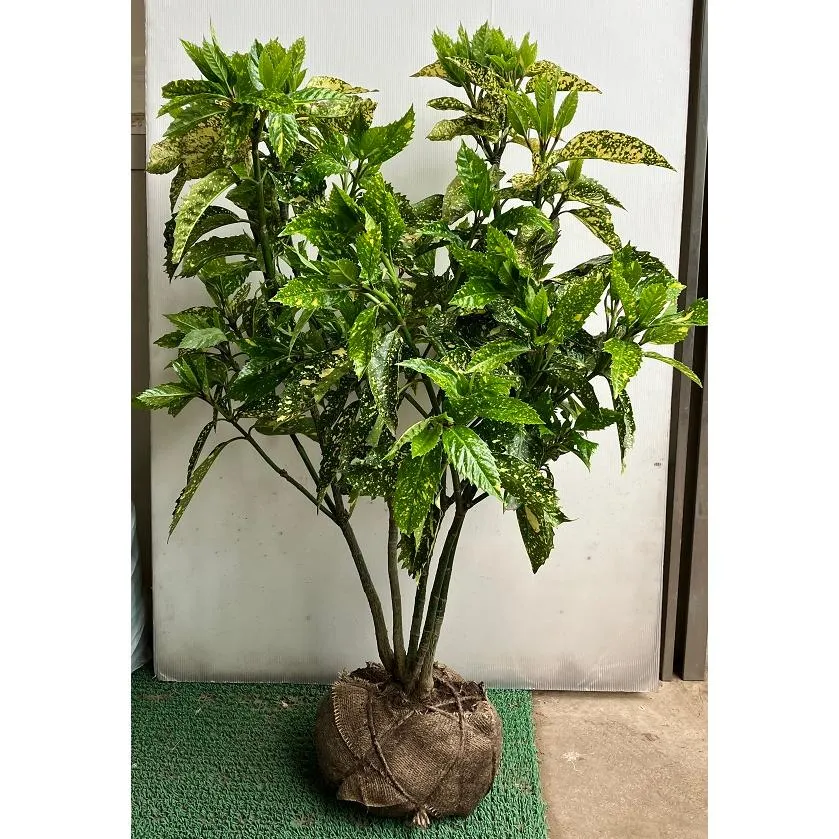  【MSNJ4MG52FN】 限定デザイン
