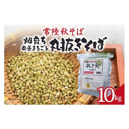 MMROYWFROG6 型番:MMROYWFROG6