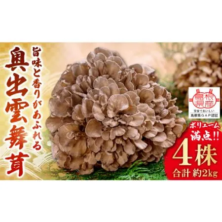 ふるさと納税 旨味と香りがあふれる奥出雲舞茸4株【舞茸 まいたけ きのこ 野菜 丸ごと 4株 約2kg 国産 無農薬 安全 安心 食物繊維 健康 産地直.. 島根県奥出雲町