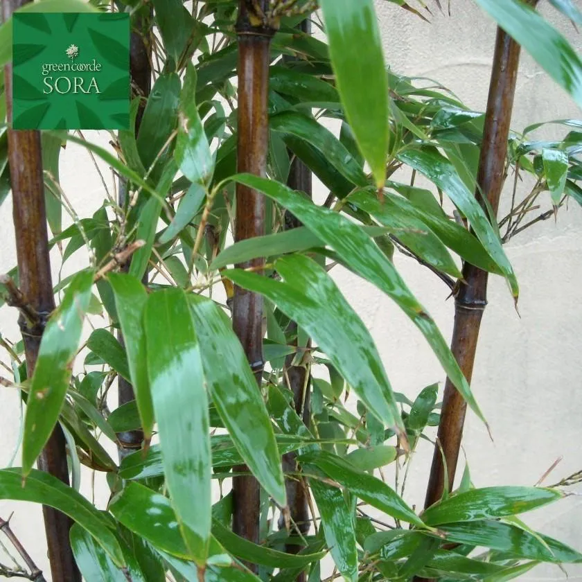 クロチク 株立 樹高 H:2000mm 植木 苗