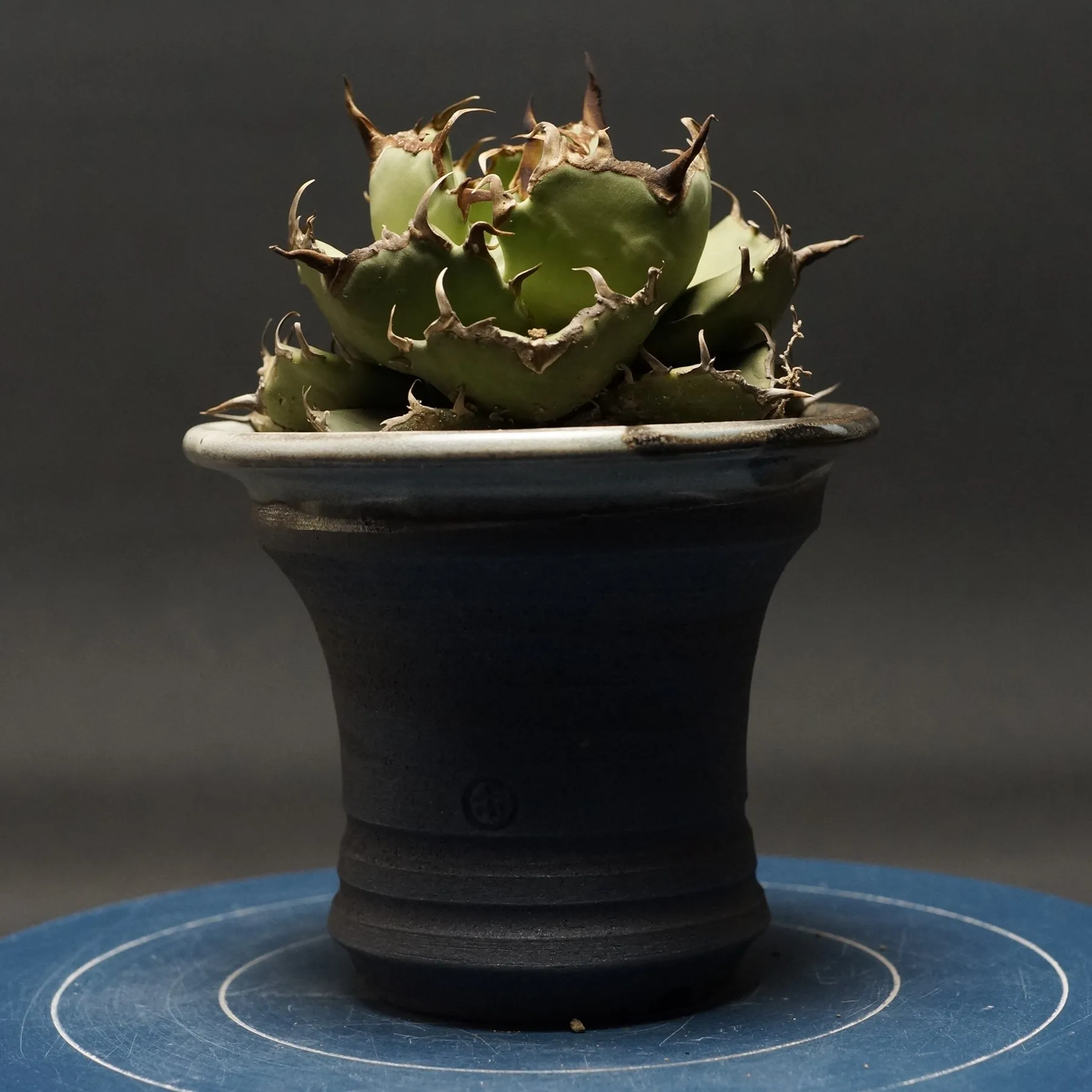 \"Agave titanota\" アガベ チタノタ【FO76コンパクタ】 管理2268 発根済み 鉢ごと発送 codex コーデックス 多肉植物 塊根植物 コンパクタ fromGG