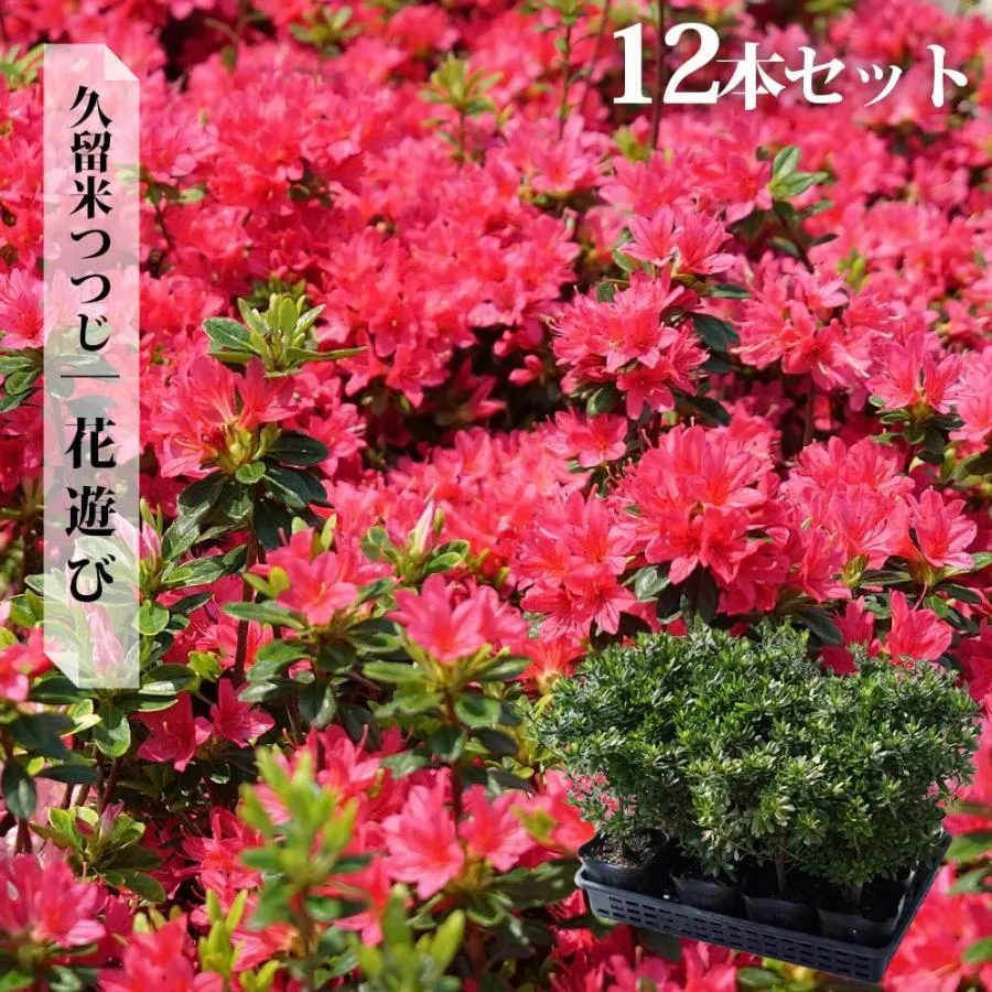 [今季注目 最短翌日お届け ] MB7OOQJQ23V (MB7OOQJQ23V)