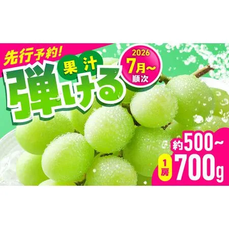 ふるさと納税 【2026年発送分 先行予約】【数量限定】シャインマスカット 1房（約500?700g）シャインマスカット [AYCX002] 熊本県合志市