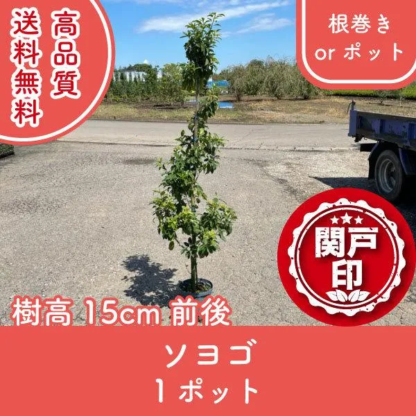 圧倒的人気 最短翌日お届け  【MNK2RRXQ3G3】 限定デザイン