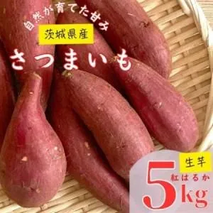 ふるさと納税 【茨城県産】生さつまいも 紅はるか 5Kg_野菜 さつまいも いも サツマイモ 薩摩芋_【1437615】 茨城県かすみがうら市