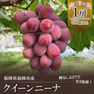 ふるさと納税 福岡市 【2026年8月以降順次発送】福岡市産クイーンニーナ550g1房 DQ02