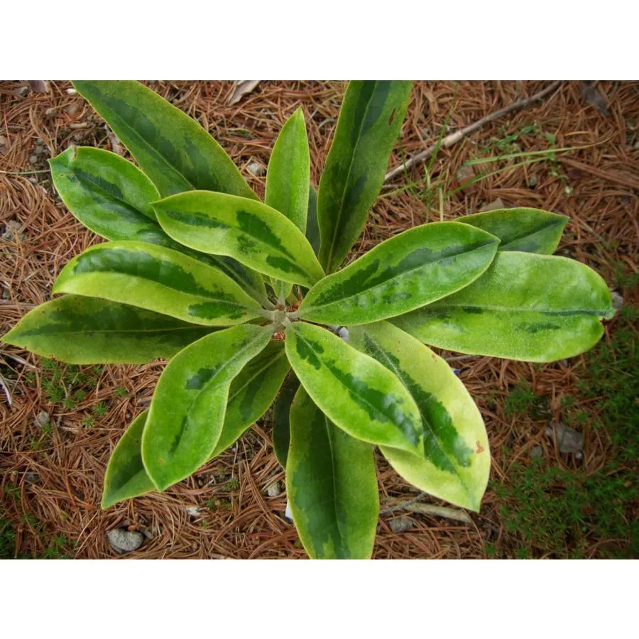 大人気 在庫あり M2QGFFLI8NB 型番:M2QGFFLI8NB