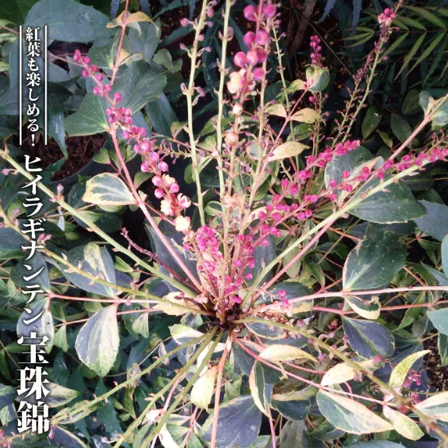 リピート多数  【MAL2F92W471】 限定デザイン