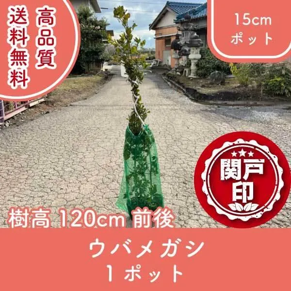 リピート多数 MBJQDOB01ZG 型番:MBJQDOB01ZG