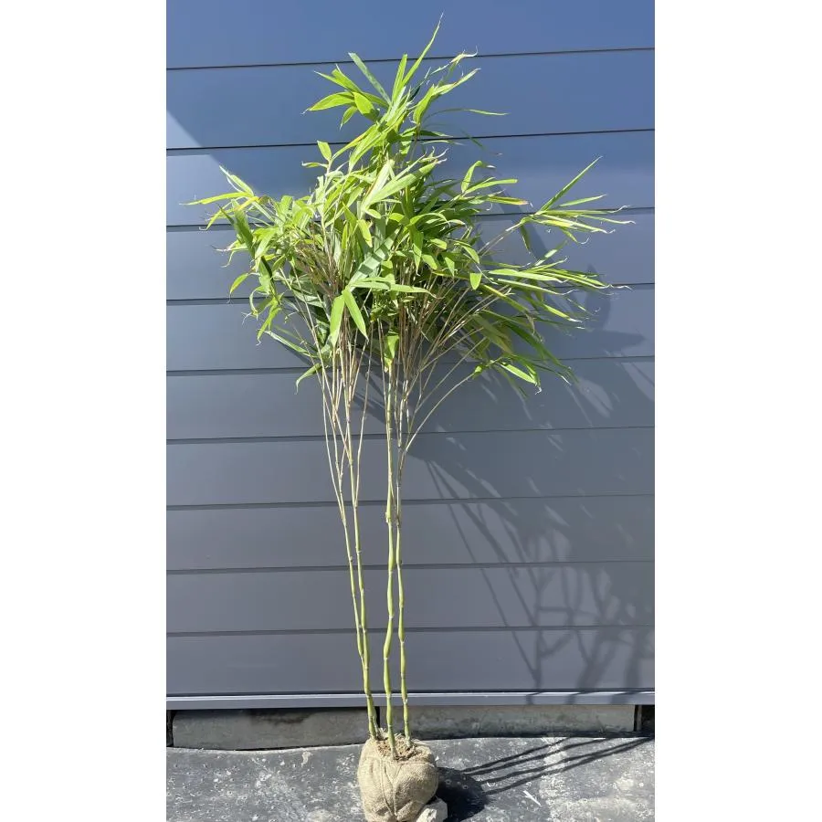 ラッキョウ竹 株立ち 約1.8m 現品発送 特大株 植木苗木大苗 ラッキョ竹 シンボルツリー 常緑樹 送料無料