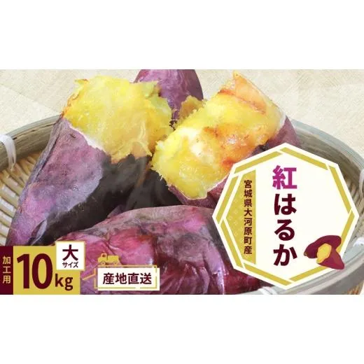 ふるさと納税 野菜類 サツマイモ 宮城県 大河原町 さつまいも 約10kg 紅はるか 加工用 大きいサイズ サツマイモ 宮城県産 甘い 秋 冬 スイーツ いも 産地直送 …