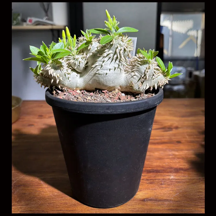 塊根植物【一点物】パキポディウム・恵比寿大黒 / 幹幅約18cm×高さ約13cm【送料無料】