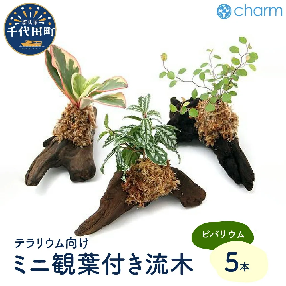 圧倒的人気  【M2O20C1SP4Q】 限定デザイン