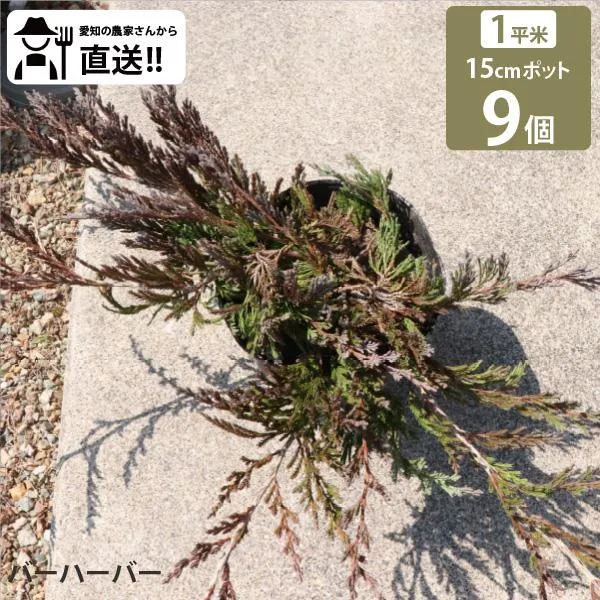 SNSで話題 在庫あり  【MA1O6H1FXD6】 限定デザイン