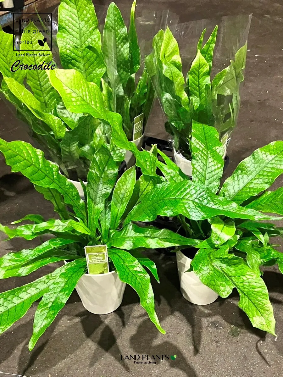 【ケース販売：5入】 クロコダイルファーン（ミクロソリウム） 5号 プラスチック鉢 5鉢 ミクロソリウム ムシフォリウム Microsorum musifolium