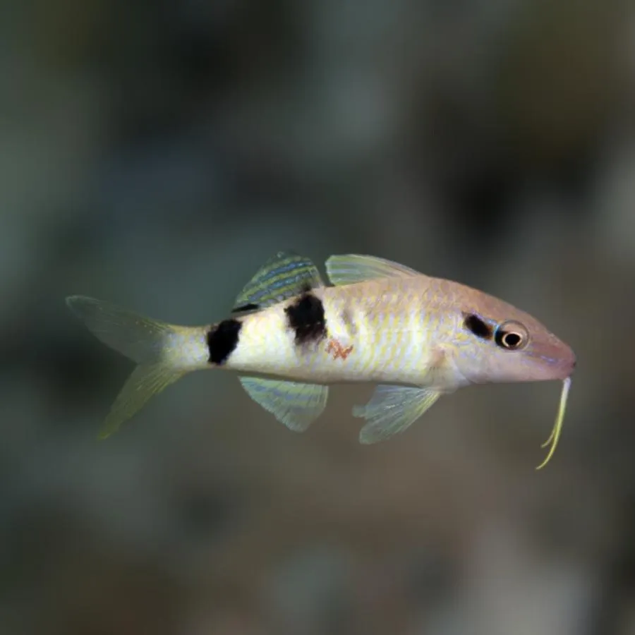 海水魚 ヒメジの仲間 オジサン 6cm± 3匹 【ユニークな名前の人気種】【底砂の攪拌に】