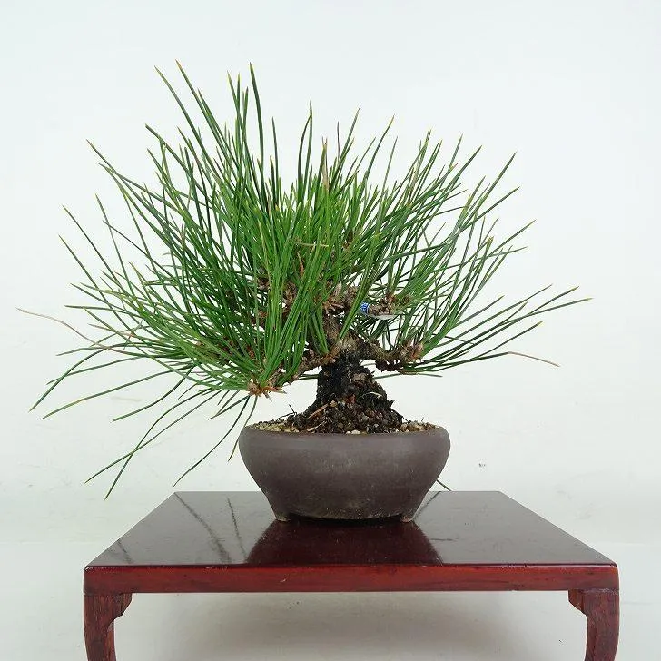 大人気 MN6YLINAK2G 型番:MN6YLINAK2G