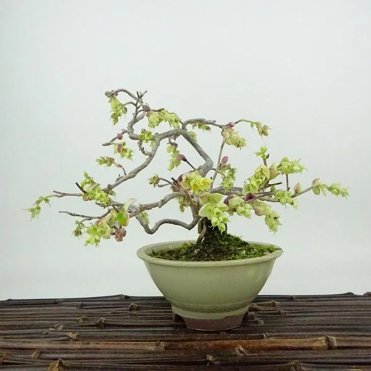 [圧倒的人気 ] MAEW60CLNHU (MAEW60CLNHU)