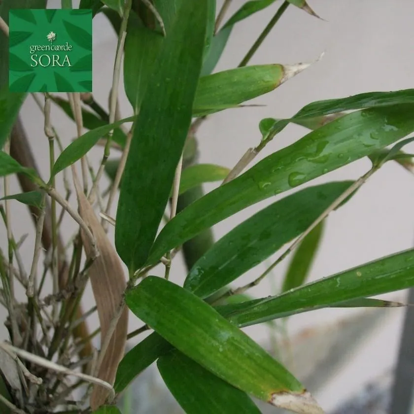 ダイミョウチク 株立 樹高 H:1500mm 3株 植木 苗