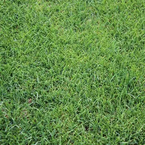 アップル3GL 20kg（1kg×20袋） ペレニアルライグラス 芝生ウインターオーバーシード種子【タキイ種苗】【オーバーシード用種子】