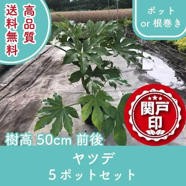 リピート多数  【MMSCZDTITTB】 限定デザイン