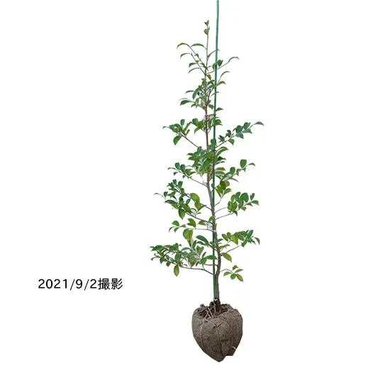 サカキ（榊）/ホンサカキ（本榊） 樹高2.0m前後 露地苗 シンボルツリー 常緑樹