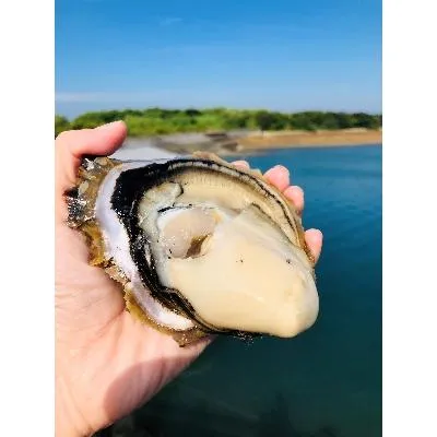 ふるさと納税 苓北町 (株)浜崎水産の天草天領岩かき5kg入(20個前後)
