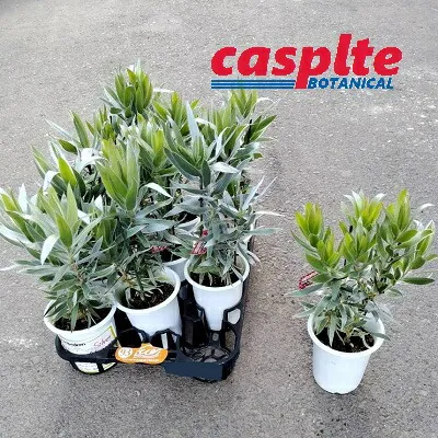 【ケース販売：11入】 リュウカデンドロン（シルバーアフリカーナ） 4号 プラスチック苗 11鉢 リュウカデンドロンラグジュウム リューカデンドロンシルバーアフリカーナ ギンヨウジュ 銀葉樹 Leucadendronargenteum casplte250