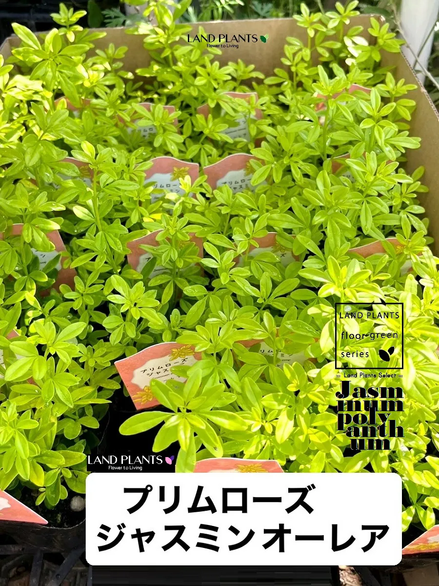 【ケース販売：24入】 プリムローズジャスミン（オーレア） 3号 ポット苗 24鉢 ウンナンオウバイ ジャスミンオーレア ジャスミン 蔓植物 つる 蔓 Jasminum polyanthum
