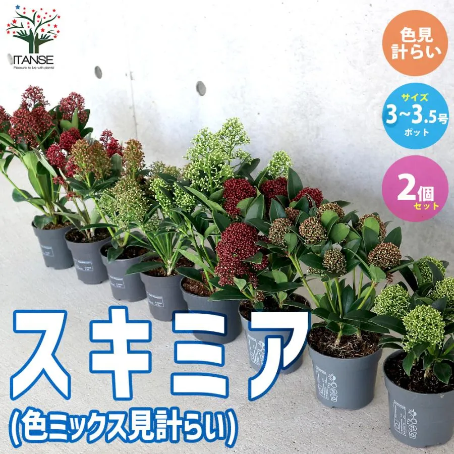 SNSで話題  【MG2EA3EIWYN】 限定デザイン