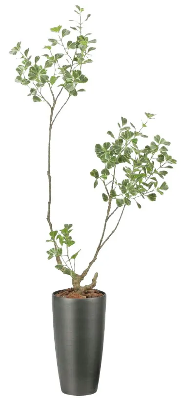 【マラソン中P3倍】人工観葉植物 光の楽園/光触媒 スリムフィカストライアングル1.62589A400約 幅65×奥行36×高さ160cm造花 アーティフィシャルフラワー 葉物 造花・人工観葉植物 高さ～200cm フェイクグリーン インテリア 大型 ディスプレイ 装飾