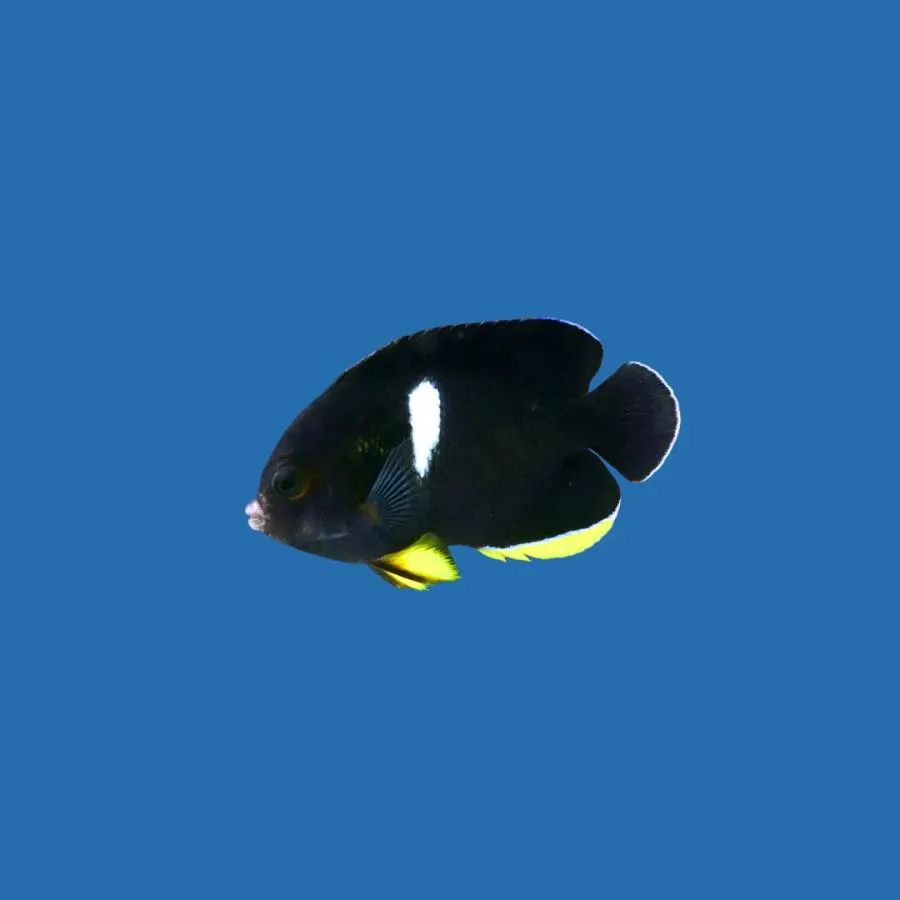 海水魚 ヤッコの仲間 アブラヤッコ 6cm± 2匹 【丈夫で飼いやすい】【シックな体色】